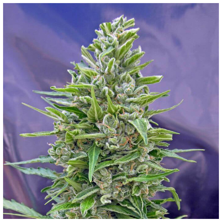 Automatic Mix (00 Seeds)