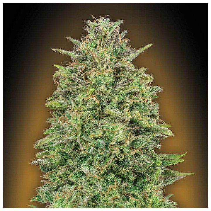 00 Skunk (00 Seeds)
