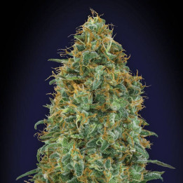 Blueberry (00 Seeds)
