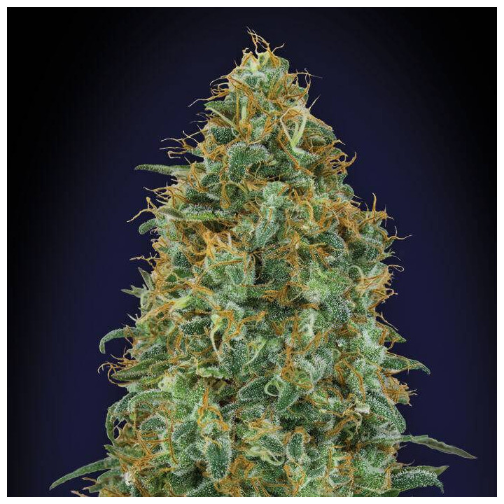 Blueberry (00 Seeds)