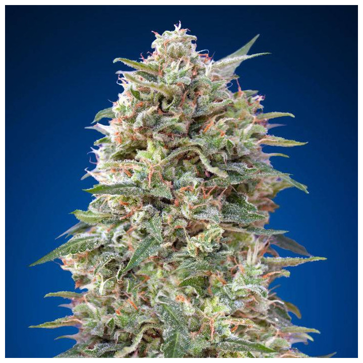 California Kush (00 Seeds)