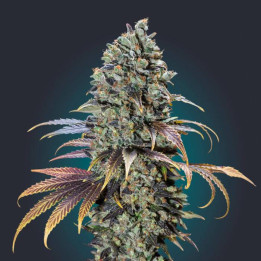 Chocolate Cream (00 Seeds)