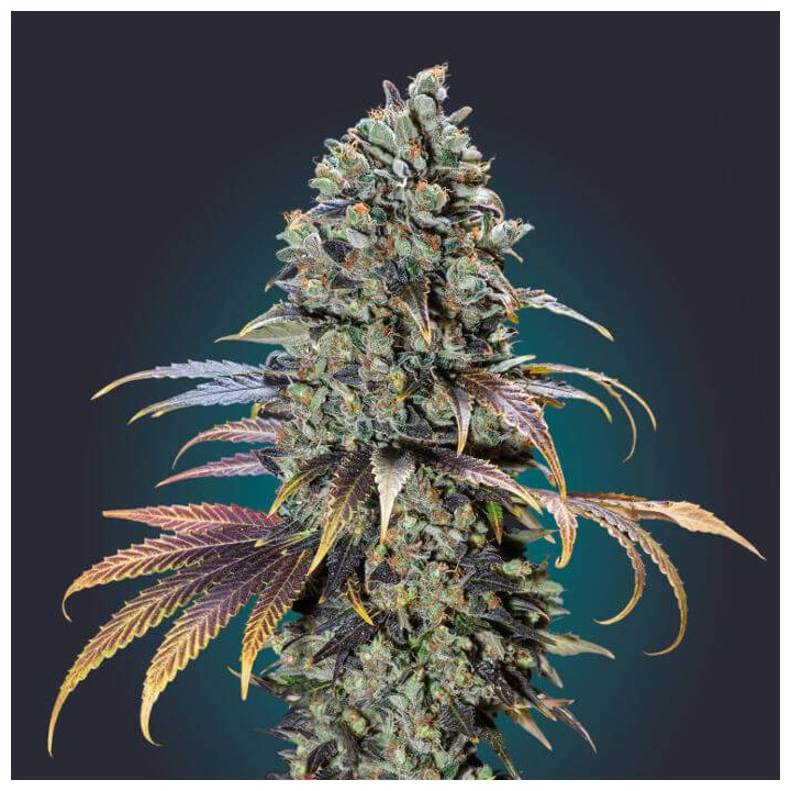 Chocolate Cream (00 Seeds)