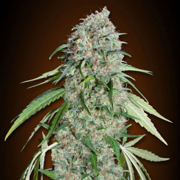 Chocolate Skunk CBD (00 Seeds)