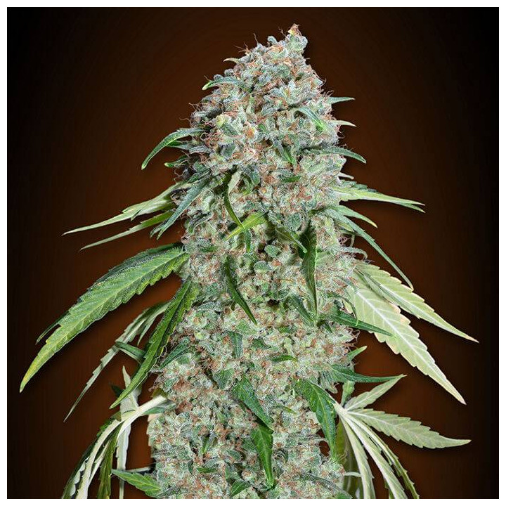Chocolate Skunk CBD (00 Seeds)