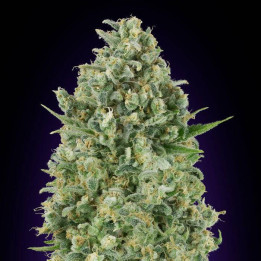 Critical Poison (00 Seeds)