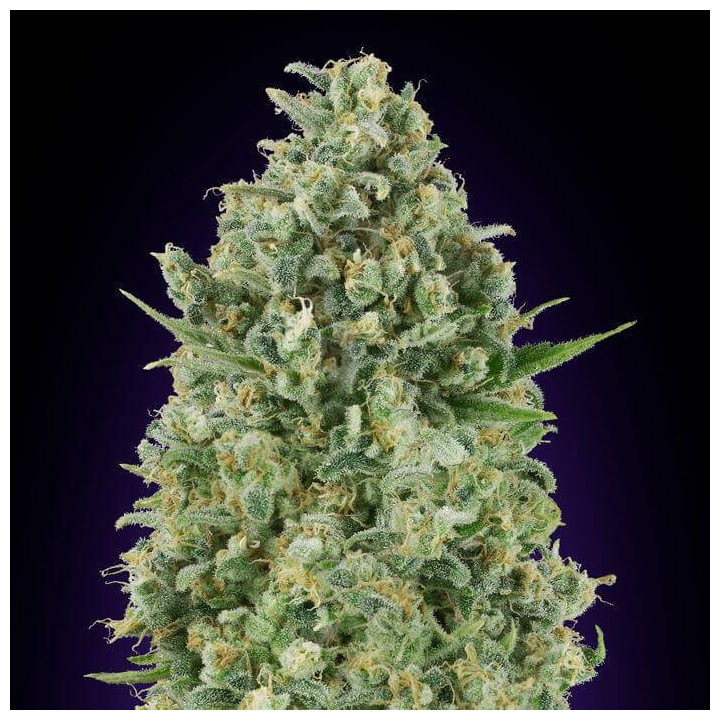 Critical Poison (00 Seeds)