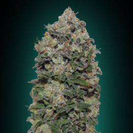 Northern Lights (00 Seeds)