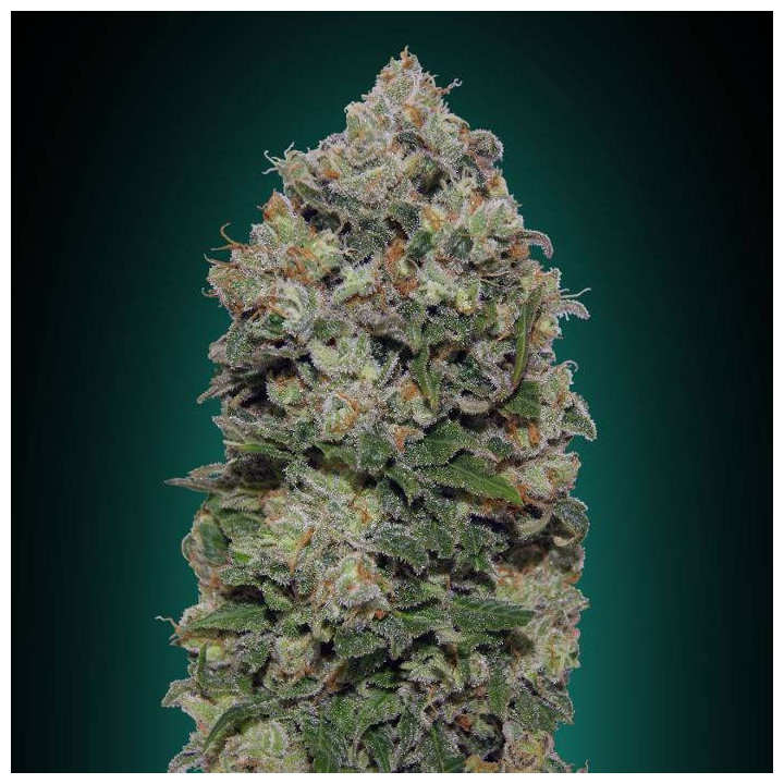 Northern Lights (00 Seeds)
