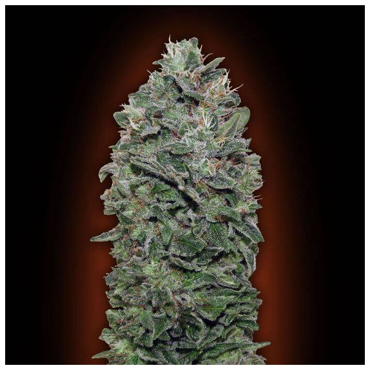 Sweet Soma (00 Seeds)