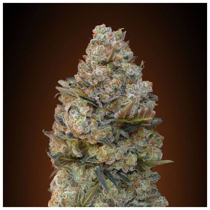 Female Collection 1 (00 Seeds)