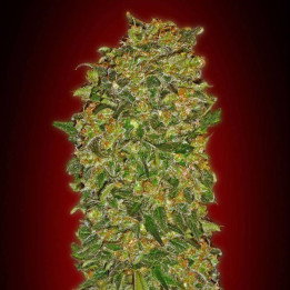 Female Collection 2 (00 Seeds)