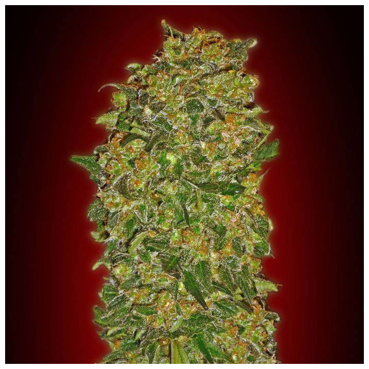 Female Collection 2 (00 Seeds)