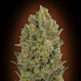Female Collection 3 (00 Seeds)