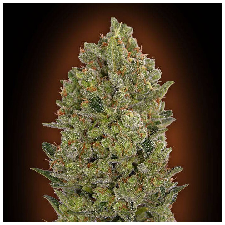 Female Collection 3 (00 Seeds)