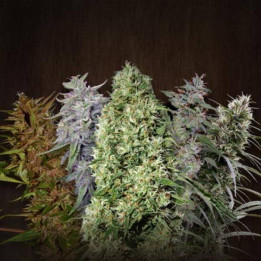 ACE Mix Regular (Ace Seeds)