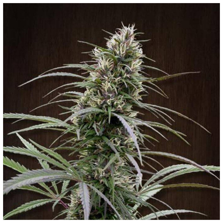 Congo Regular (Ace Seeds)