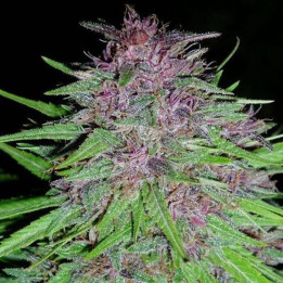 ErdPurt Regular (Ace Seeds)