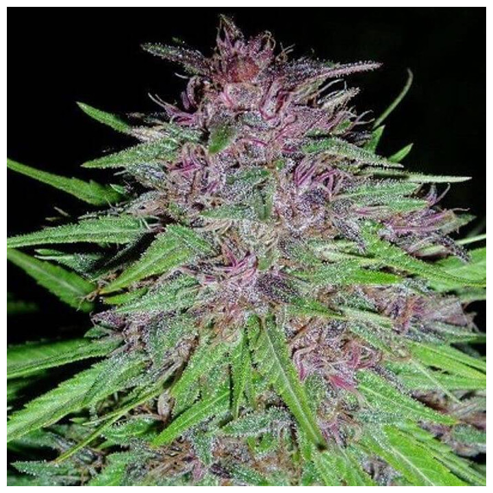 ErdPurt Regular (Ace Seeds)