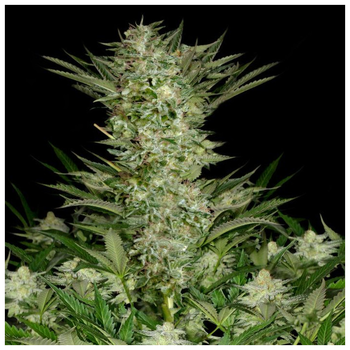 Absolute Herer (Absolute Cannabis Seeds)
