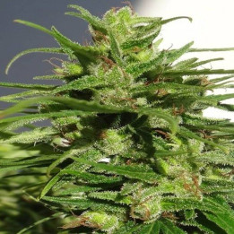Etíope Regular (Ace Seeds)