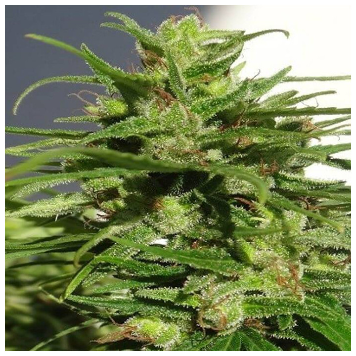 Etíope Regular (Ace Seeds)