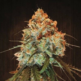 Golden Tiger Regular (Ace Seeds)