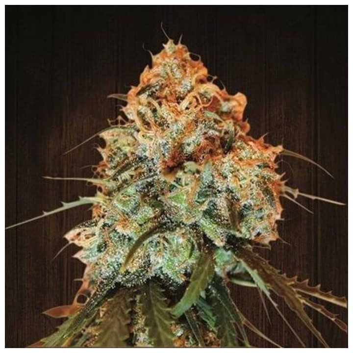Golden Tiger Regular (Ace Seeds)