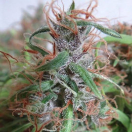 Honduras Pack Cría Regular (Ace Seeds)