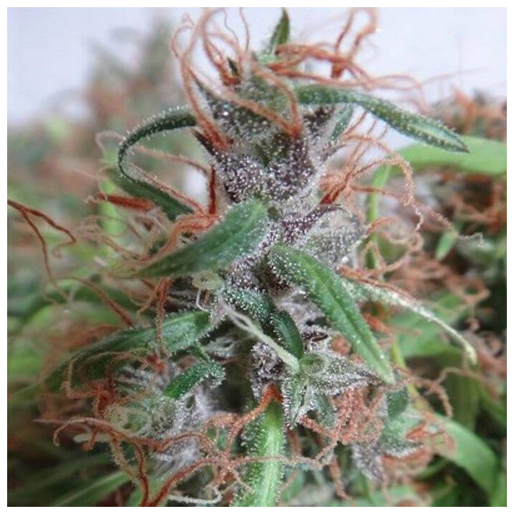 Honduras Pack Cría Regular (Ace Seeds)