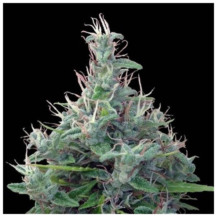 Líbano Regular (Ace Seeds)