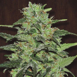 Malawi Regular (Ace Seeds)