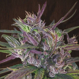 Oldtimer's Haze Regular (Ace Seeds)
