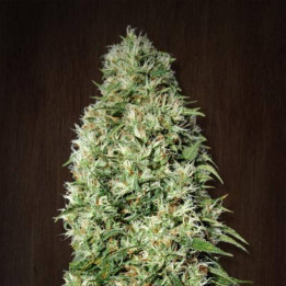 Orient Express Regular (Ace Seeds)