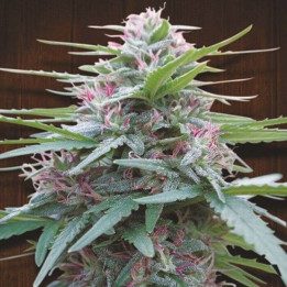 Panama Regular (Ace Seeds)
