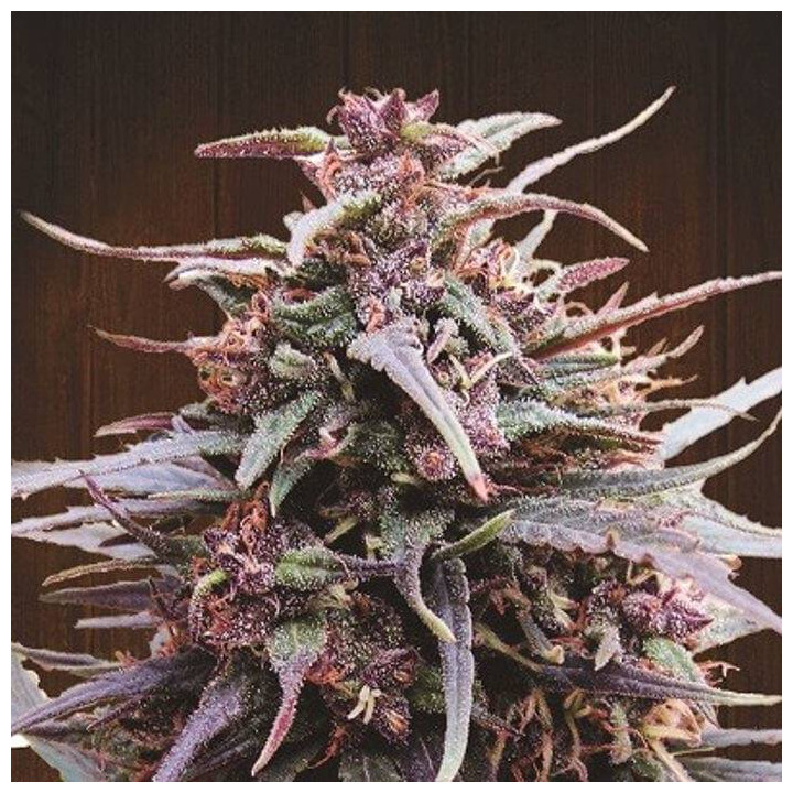 Purple Haze x Malawi Regular (Ace Seeds)