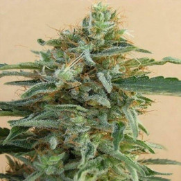 Tikal Regular (Ace Seeds)