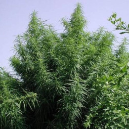 Tropical Mix Regular (Ace Seeds)