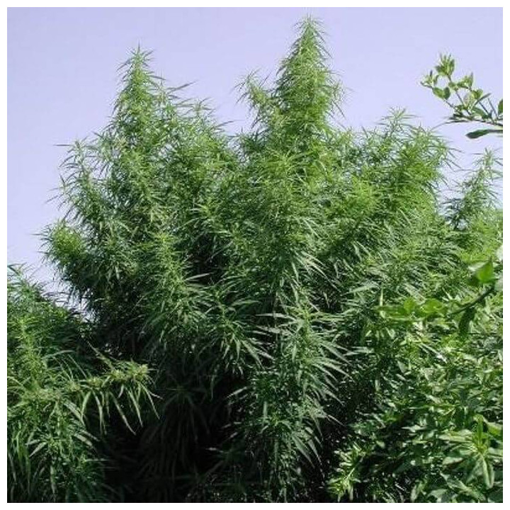 Tropical Mix Regular (Ace Seeds)