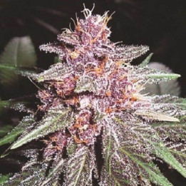 Violeta Regular (Ace Seeds)