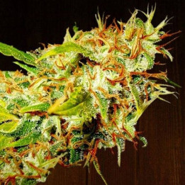 Zamaldelica Regular (Ace Seeds)