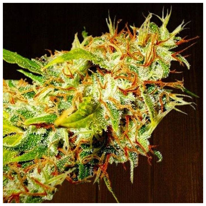 Zamaldelica Regular (Ace Seeds)