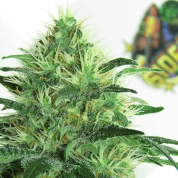 Sideral (Ripper Seeds)