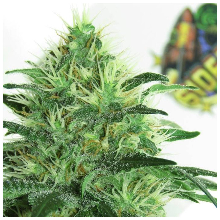 Sideral (Ripper Seeds)