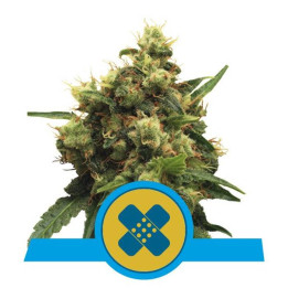 Painkiller XL (Royal Queen Seeds)