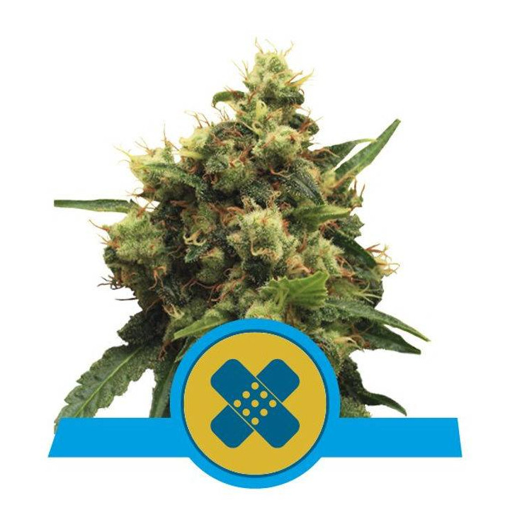 Painkiller XL (Royal Queen Seeds)