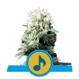 Dance World (Royal Queen Seeds)