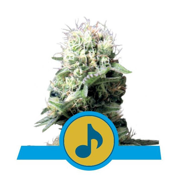 Dance World (Royal Queen Seeds)