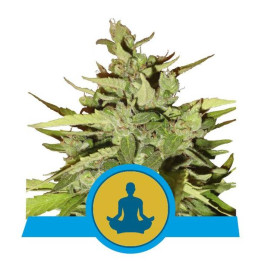 Stress Killer Automatic CBD (Royal Queen Seeds)