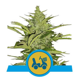 Fast Eddy Automatic CBD (Royal Queen Seeds)